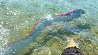 GIANT OARFISH FILMED IN MEXICO [upl. by Nassah]