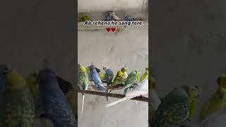 ❤️🥰✌️lovebirds viral birds budgey parakeet parrot budgie budgiesworld wowbirds bird [upl. by Bokaj]