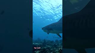 Different types of sharks in Maldives ocean shark [upl. by Bela]