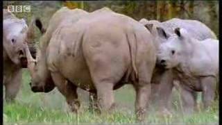 Rhinos look for love animal mating rituals in the African jungle  BBC wildlife [upl. by Yrak]