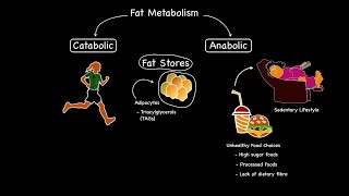 BIO Lipid Metabolism  Lipolysis [upl. by Ludie289]