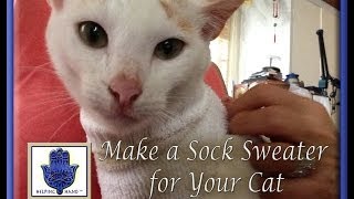 How to Make a Sock Sweater for Your Cat No Sewing [upl. by Nivrae]