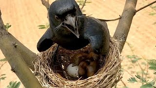 Black Drongo Bird And Beautiful Tree Baby Bird youtube viralvideo birds love cutebabybeautiful [upl. by Carr799]