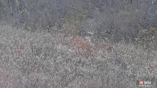 10 Point Buck shot with 350 Legend [upl. by Tnomel]