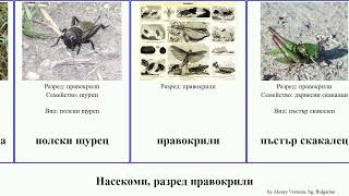 Насекоми разред правокрили скакалец insect сага акрида италиански Гръцка сивокафяв Черно щурец [upl. by Madigan506]