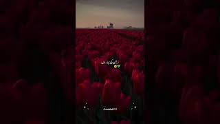 falak ke nazaro zameen ki baharon original  Beautiful ❤️ Naat Status  Eid miladunnabi Coming soon [upl. by Razal]