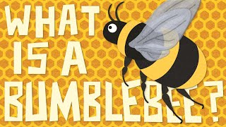 What is a Bumblebee Insect Its 🐝 vs 🐝  A Bumblebee vs Honeybee Showdown [upl. by Frick]