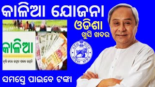 kalia yojanakalia yojana new update todaybhumi hina kalia yojana 2024odisha govt new yojana [upl. by Ez]