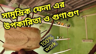 বাজিগার পাখির সামুদ্রিক ফেনার উপকারিতা  samudri fana [upl. by Abana]