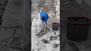 👉Cast Net Fishing  Fishing  amezing fishing videos  top fvideos  River fishing  hand fishing 01 [upl. by Martainn]