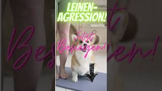 shorts Conny Sporrer  Leinenaggression  hundetrainingme [upl. by Hsital]