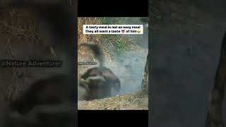 mr warthog comedyvideo viralvideo animals funny [upl. by Damalis550]