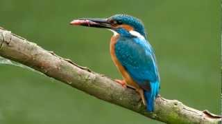 Kingfisher  BirdCall  bird song [upl. by Asemaj]