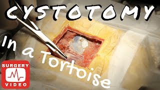 Cystotomy in a Sulcatta Tortoise [upl. by Egduj]