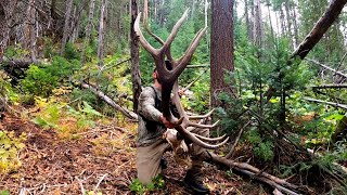 Colorado Elk Hunting in the Backcountry SOLO DIY OTC  2020 [upl. by Naujit208]