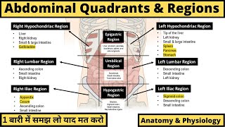 Abdominal Anatomy  Regions Quadrants amp Organs  Anatomy amp Physiology  Hindi [upl. by Barn]