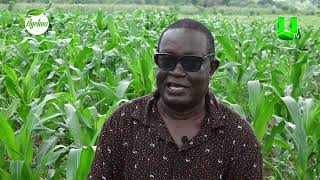 AYEKOO CEO OF MampB SEEDS SHARES HIS 30YEARS EXPERIENCE IN FARMING [upl. by Ekard]