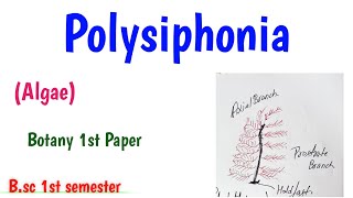 Polysiphonia Algae BSc 1st semester Botany Phycology UmeshBiology [upl. by Poirer572]