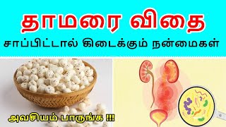 தாமரை விதை சாப்பிட்டால் கிடைக்கும் நன்மைகள் Thamarai Vithai Payangal In Tamil  Lotus Seed Makhana [upl. by Ahseekal]