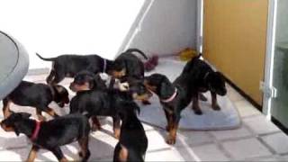 Deutsche Pinscher Welpen vom Lüdertal  geb 213  mütterliche Erziehung [upl. by Micheline]