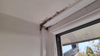 Stop damp and mould around windows [upl. by Kcinnay]