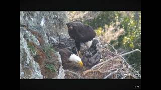 More Perils of Stick Placement Eaglets in the Way Again 04172024 exploreorg [upl. by Shornick]