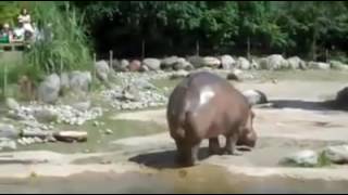 Hippopotamus Has Exploding Poo [upl. by Garvy]