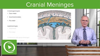 Cranial Meninges Structures amp Functions – Brain amp Nervous System  Lecturio [upl. by Nealon]