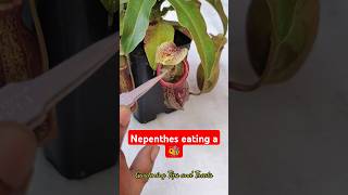 Feeding my Nepenthes a bee 🐝 nepenthesplant pitcherplants carnivorousplants nepenthes [upl. by Thordis]