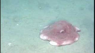 Flapjack Devilfish in Olympic Coast National Marine Sanctuary [upl. by Even448]