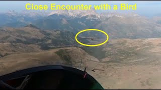 French Alps Gliding Archaeopteryx close encounter with a vulture [upl. by Yann]