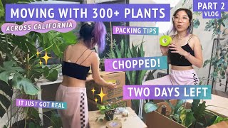 A very busy chaotic planty day Packing techniques  tips  MOVING MY 300 PLANT COLLECTION part 2 [upl. by Arias553]