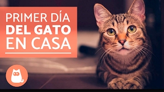 Primer día del gato en casa  Educador de Gats [upl. by Elirpa743]