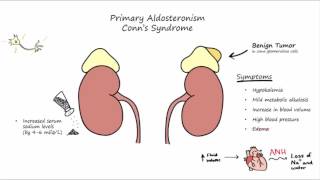 Aldosterone Mechanism of Action [upl. by Anaihsat]