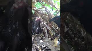 Greater Parent Coucal Bird brings food to feed the babies in their nest E18 [upl. by Arrek904]