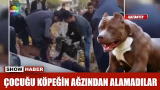 Çocuğu köpeğin ağzından alamadılar [upl. by Nairolf600]