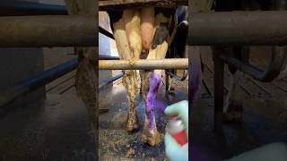 🐮 Calf Care 101 Milk Feeding amp Purple Spray for Disinfection 💜 [upl. by Polish]