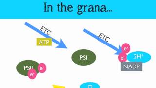 The Light Dependent Reaction of Photosynthesis [upl. by Eninahs]