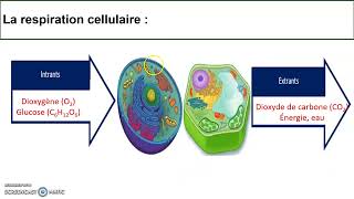 La photosynthèse et la respiration cellulaire [upl. by Luanni]