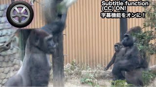 A tire thrown by son gorilla hits Silverback Then｜Momotaro family [upl. by Acinoev]