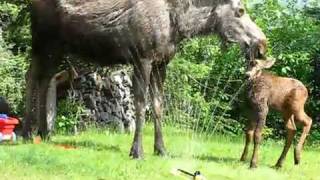 Twin baby moose in sprinkler [upl. by Ahsed]