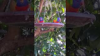 Twin Lorikeets haha Lorikeets [upl. by Rochkind]