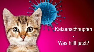 Katzenschnupfen – was hilft jetzt [upl. by Burnside819]