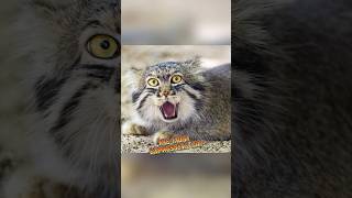 Pallass Cat  The Most Expressive Cat animalenigmas [upl. by Rafaellle715]