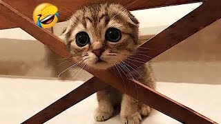 You Laugh You Lose🥰😹Funniest Dogs and Cats 2024🐶🐕 [upl. by Glynias]