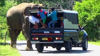 A wild elephant attacks a small lorry carrying people and children😮 [upl. by Nada631]