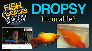 Dropsy Big Belly Ascites in Goldfish Koi and Tropical Fish Treatment [upl. by Ruhl]