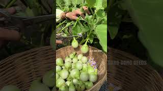 Harvesting green eggplants farming [upl. by Nanci]