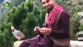 My beutifull bird chakor sound نغمہ کوک [upl. by Ahsilrak224]