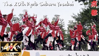 20🌸SAKUYOSA FINALex8st SENSIN 【第20回京都さくらよさこい 最終審査8組目 洗心 】〖 よさこい 〗 [upl. by Arlana]